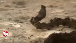 راز بقا
