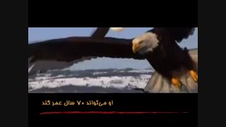 زندگی عقاب ها