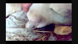 جوجه های بوقلمون