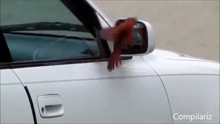 حیوانات و آینه