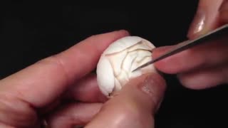 ❤طرح‌گل رز روی قارچ❤