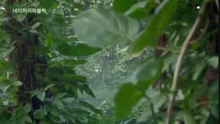 تبلیغ Taeyeon برای nature republic