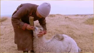 داستان مستند شتر گریان