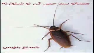 نظرسنجی هر کی شرکت نکند خر است ! جواب برای همه واجبه ! به امید چند لایک و نظر ...