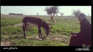 سریال اینترنتی ماجراهای مندو(قسمت دوم)