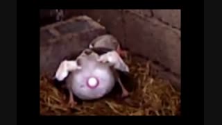 لحظه تخم گذاری اردک