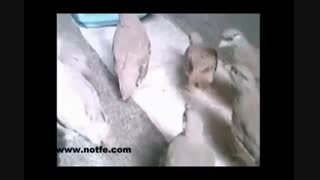 پرورش کبک-جوجه کبک