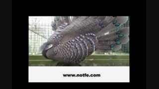 پرورش قرقاول های زیبا