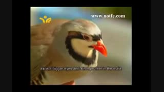 مستند شکار کبک