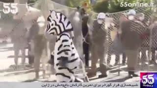 شبیه‌سازی فرار گورخر برای تمرین کارکنان باغ‌وحش