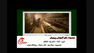 آموزش پرورش پرندگان