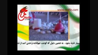 بلدرچین و آشنایی با گوشت آن