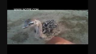 پرورش شتر مرغ