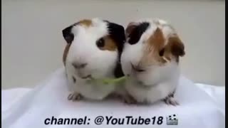 هویج خوردن موش ها