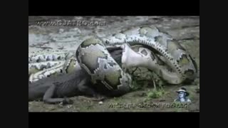 لحظه انتقام مار از تمساح!