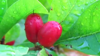 کمیاب ترین و خوشمزه ترین میوه ها در جهان