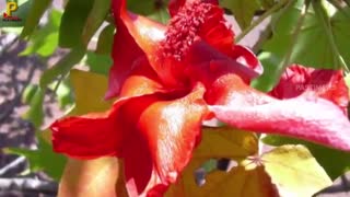 کمیاب ترین گل ها در جهان