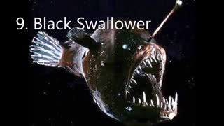 کمیاب ترین ماهی ها در جهان