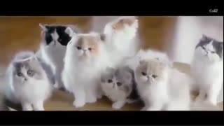 تیلور و پیشیاش ته خنده