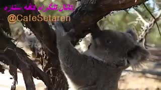 طبیعت زیبای استرالیا