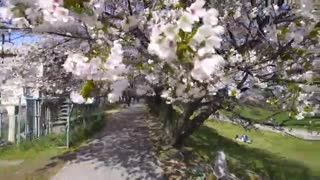 لحظاتی در کیوتو، ژاپن