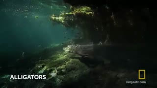 Meet the Residents of Everglades National Park