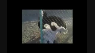 آموزش و پرورش شتر مرغ