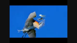 همه چیز ازتو شروع شد : بتول مبشری بادکلمه ابراهیم حسینی