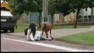 گوسفند  دیوونه