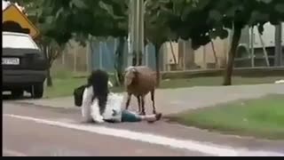 گوسفند دیوونه