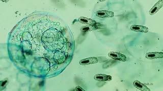 انیمیشن کوتاه Ark