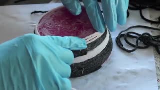 کاسه کاموایی