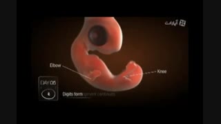 رشد جنین پرنده بطور کامل