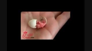 لحظات خروج طوطی از تخم