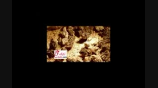 پرورش بلدرچین