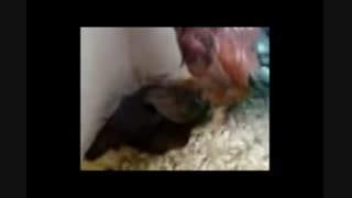 جنگ مرغ و خروس ها - جالب