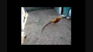 قرقاول طلایی پرنده بهشتی