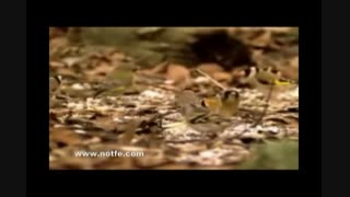 بلبل هزاردستان