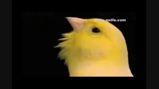 قناری زیبا|آواز خوانی قناری