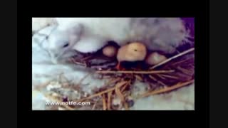 پرورش بوقلمون|جوجه های بوقلمون