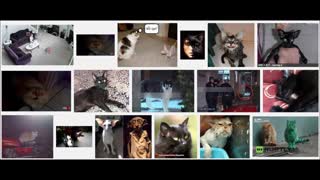 پسر بچه جن زده و گربه