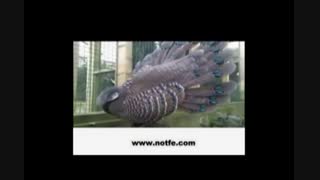 جوجه کشی قرقاول|قرقاول زیبا