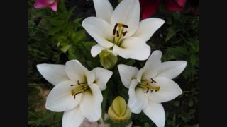 آهنگ اون روزا از علی اصحابی