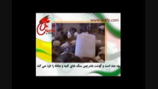گوشت بلدرچین