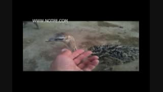جوجه شتر مرغ و پرورش آن