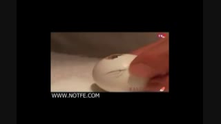 جوجه کشی و پرورش طوطی کاسکو