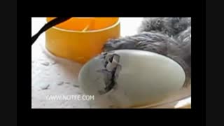 هچ شدن در دستگاه جوجه کشی