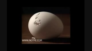 خارج شدن جوجه از تخم-جالب و دیدنی
