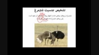 چگونه پرندگان را تعیین جنسیت کنیم؟