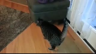 بچه گربه کرمو O_0